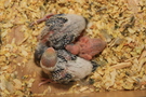 121226 --- Gruppbild av R9, R10, R11 och R12